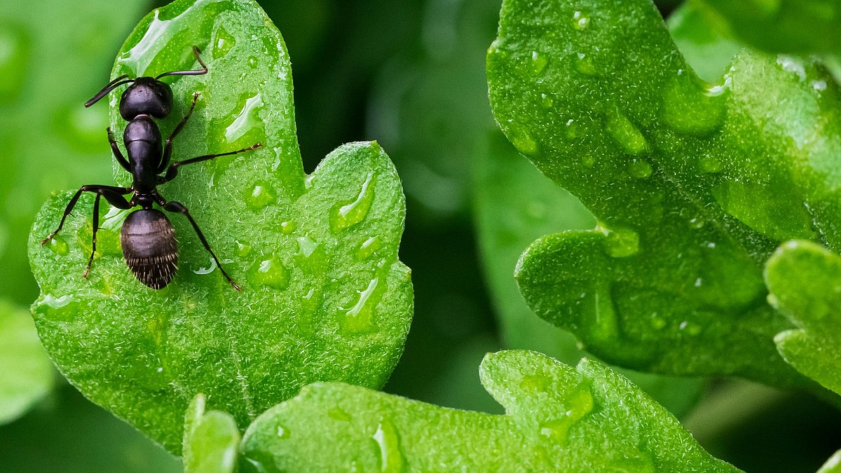 Eine Ameise krabbelt über ein frisches, mit Wassertropfen benetztes grünes Blatt.