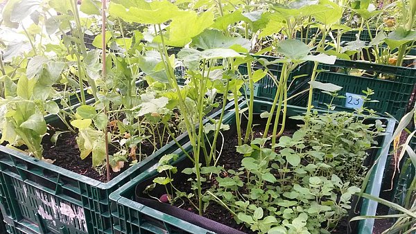 Mobile Gärten Ein Hochbeet in einer Gemüsekiste wird abgemessen