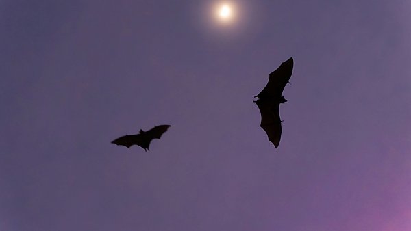Zwei Fledermäuse fliegen bei hellem Mondschein durch den Nachthimmel.