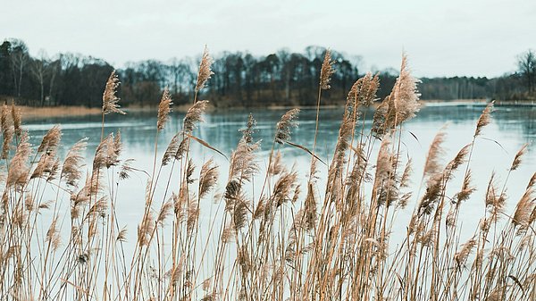 Schilf im Vordergrund eines Sees