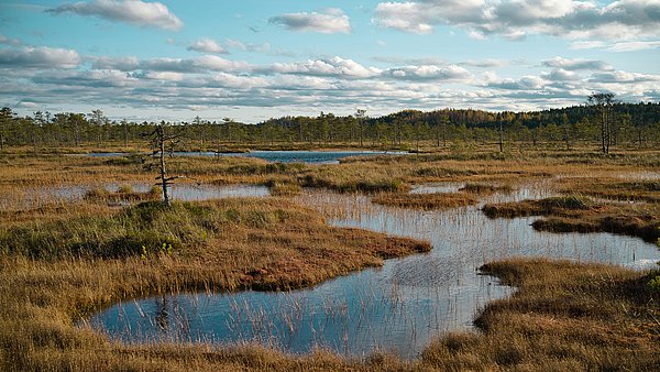 Weitläufige Moorlandschaft mit Wasserflächen, Gräsern und vereinzelten Bäumen unter einem Himmel mit vielen Wolken.