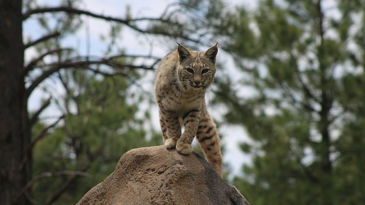 Eine Wildkatze sitzt im Wald auf einem Stein und schaut in die Kamera