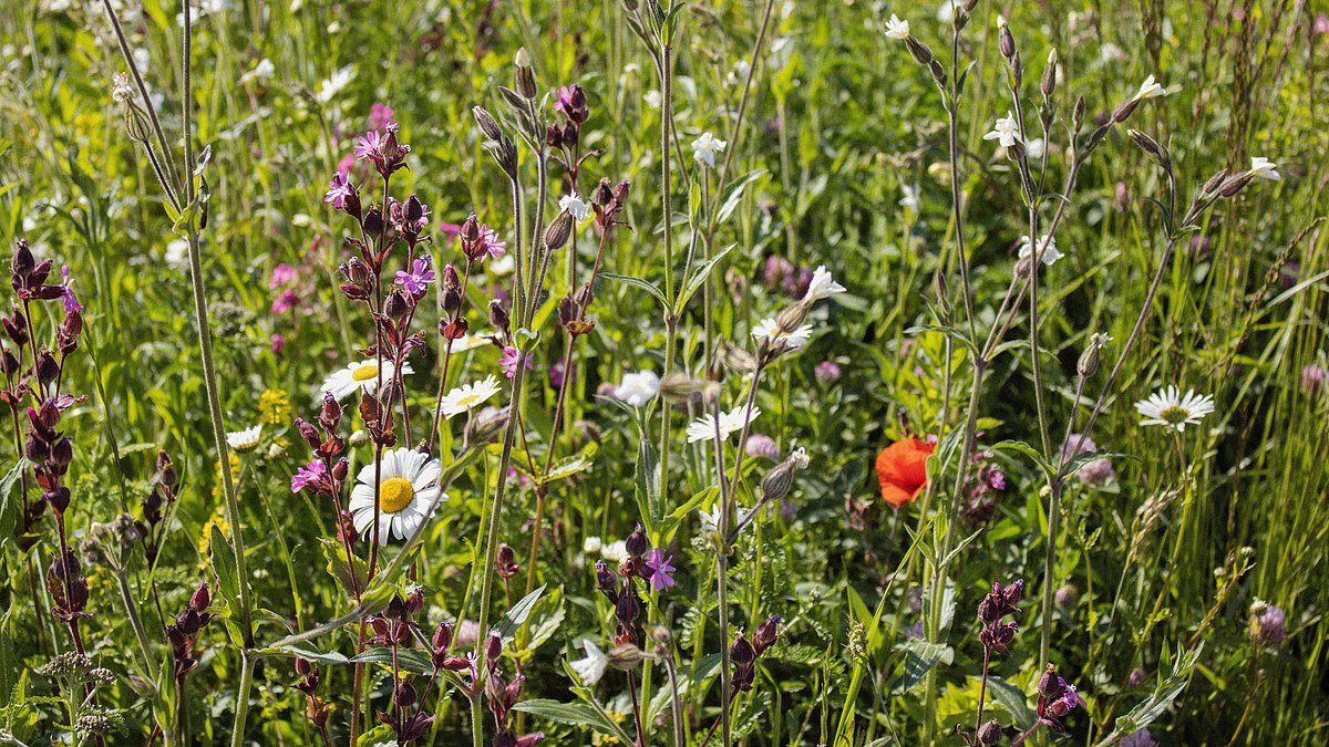 Blühende Wiese mit vielen verschiedenen bunten Blumenarten.