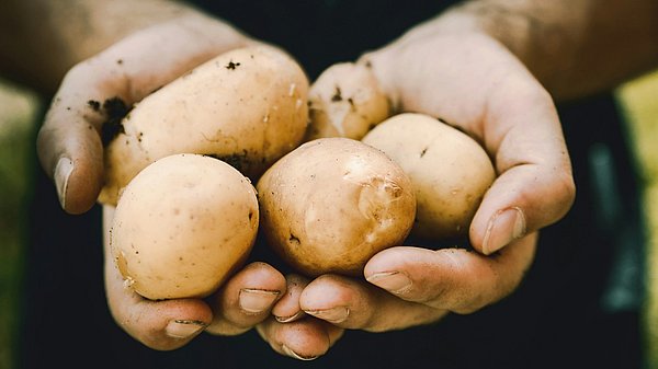 Zwei Hände halten mehrere frisch geerntete Kartoffeln 