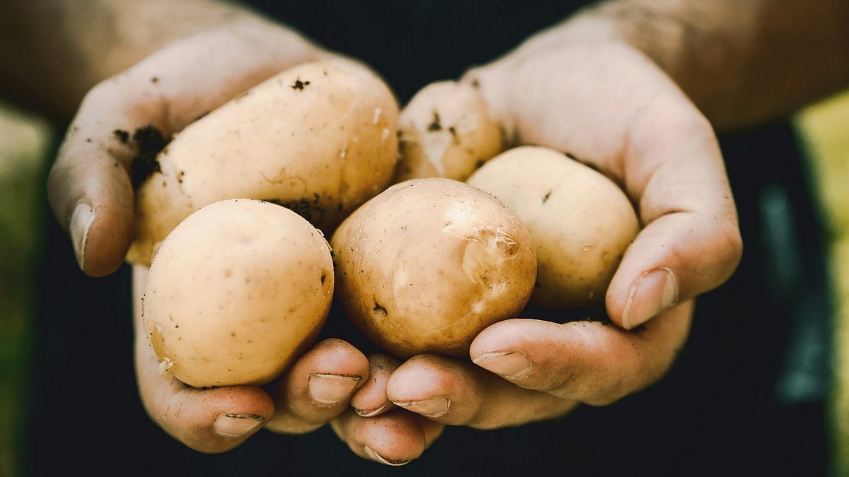 Zwei Hände halten mehrere frisch geerntete Kartoffeln