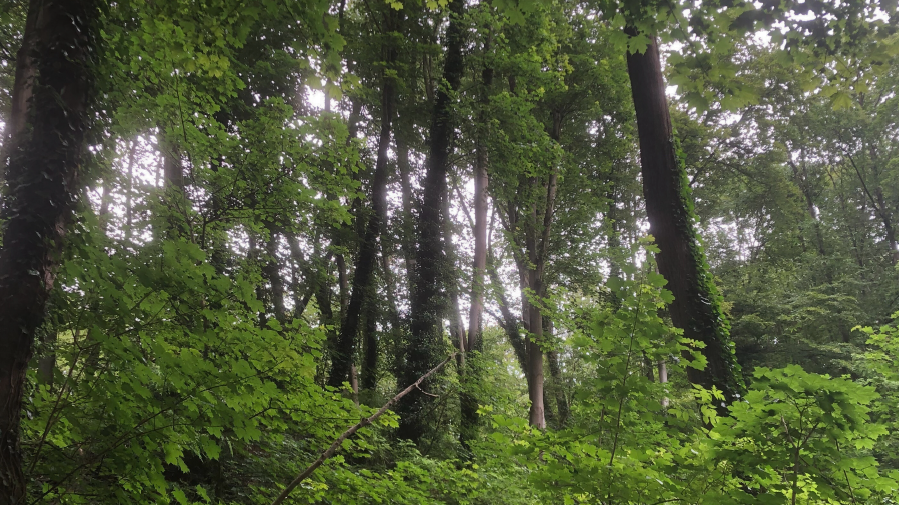 Eine Waldlichtung