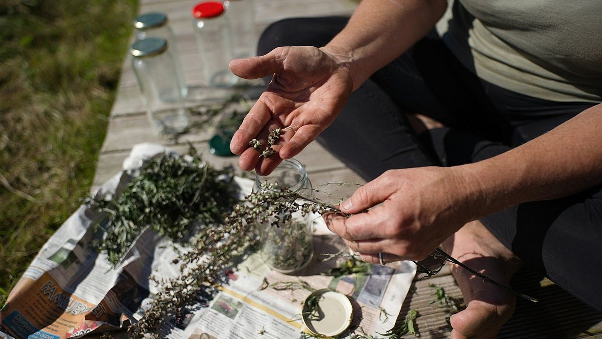 Lavendel wird von einer Person in ein Glas gefüllt