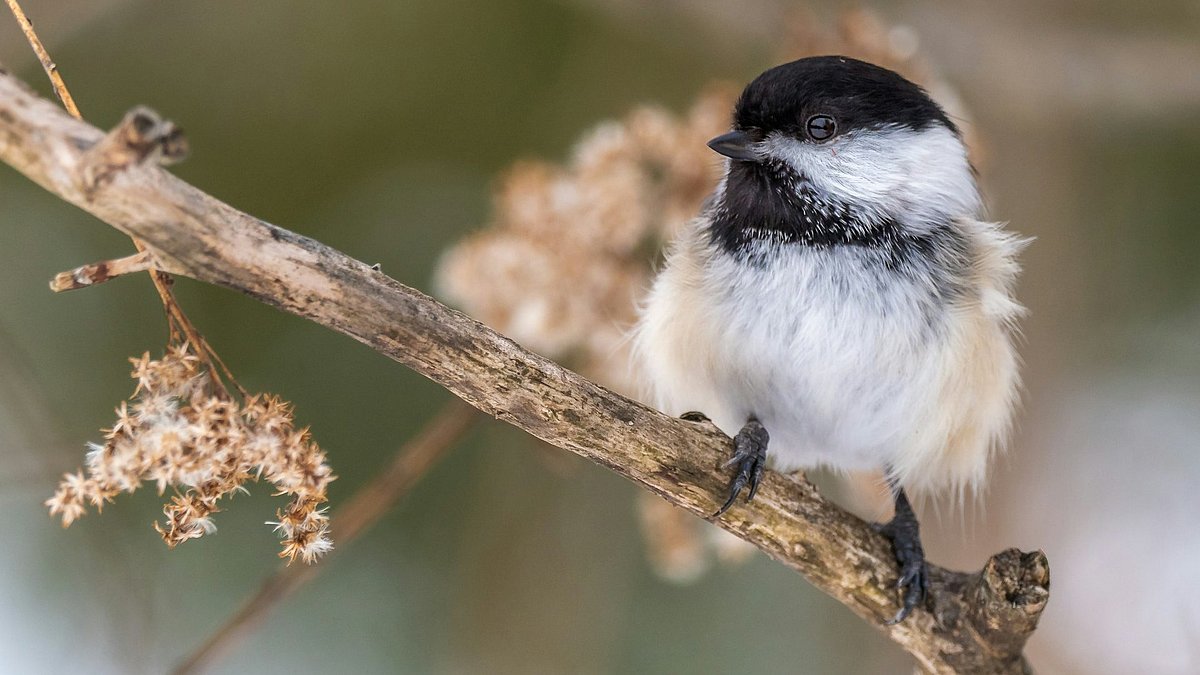 Ein Vogel sitzt auf einem Ast