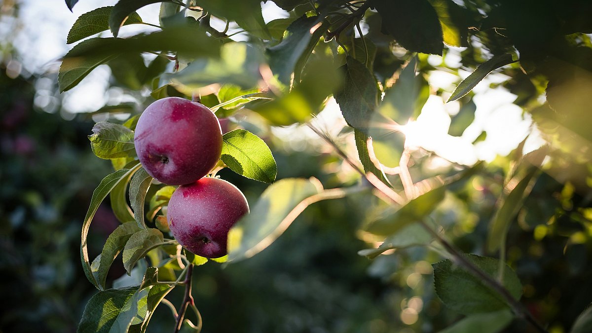 Zwei rote Äpfel an einem Baumzweig, umgeben von grünen Blättern im warmen Sonnenlicht.