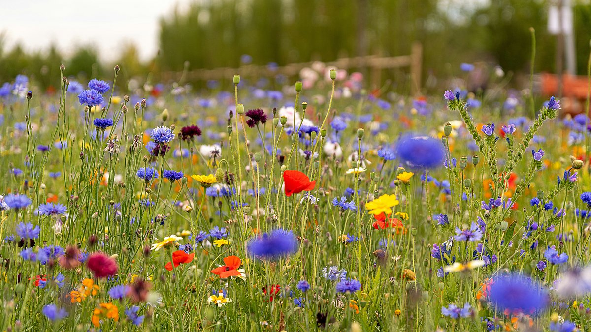 Wiese mit vielen verschiedenen, bunten Blumen.