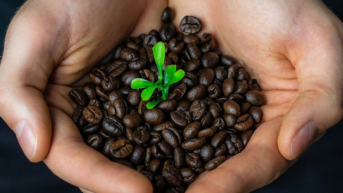 Zwei Hände halten eine Schale aus Kaffeebohnen, aus deren Mitte eine kleine grüne Pflanze wächst.
