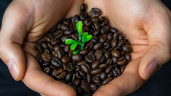 Zwei Hände halten eine Schale aus Kaffeebohnen, aus deren Mitte eine kleine grüne Pflanze wächst.