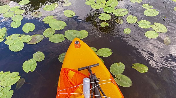 Ein SUP auf einem Fluss zwischen Seerosen