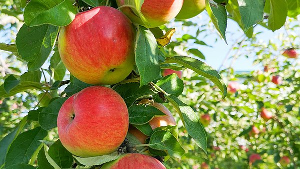Mehrere rot-gelbe Äpfel hängen an einem Apfelbaum in einer Streuobstwiese. Zwischen den grünen Blättern sind weitere Apfelbäume im Hintergrund zu sehen.
